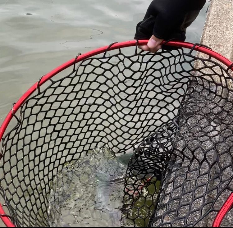 春のエリアトラウト庄原