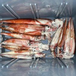 ヤリイカ　テーラー＆エギング