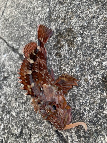 ガシラはズッ友