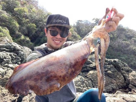 アオリイカ1.3キロオーバー