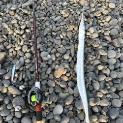 おばけサヨリ〜