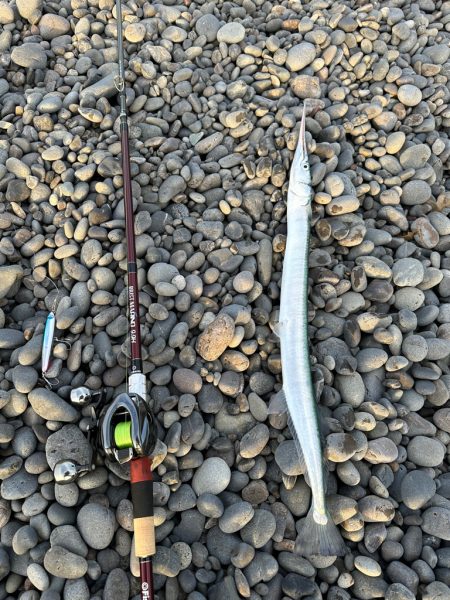 おばけサヨリ〜