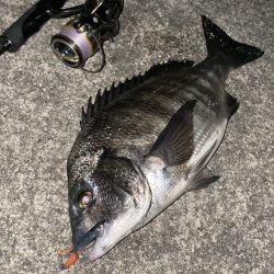 おチヌ様発見！