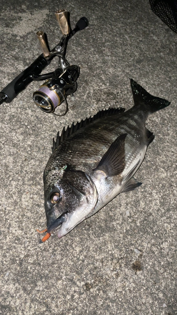 おチヌ様発見！