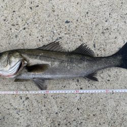 朝マヅメシーバス