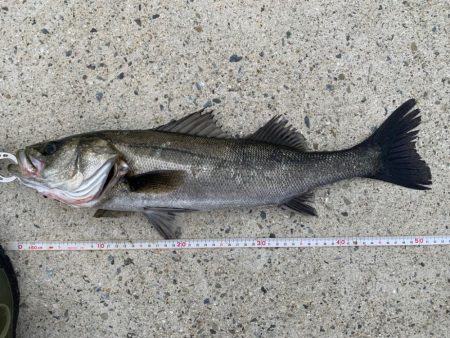 朝マヅメシーバス