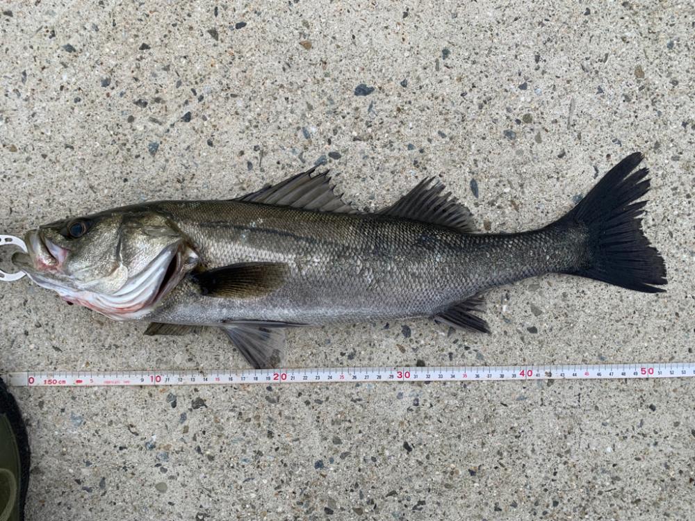 朝マヅメシーバス