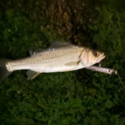 マイクロベイトパターン