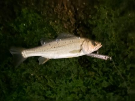 マイクロベイトパターン