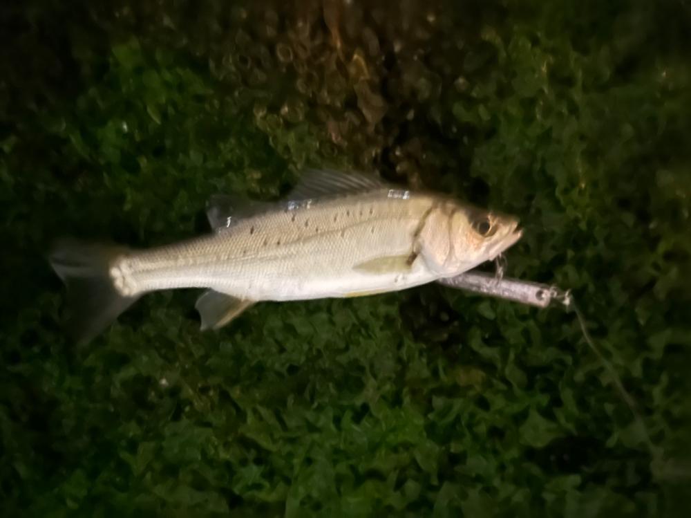 マイクロベイトパターン