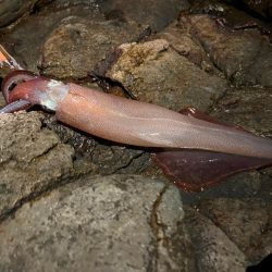今年初のヤリイカエギング