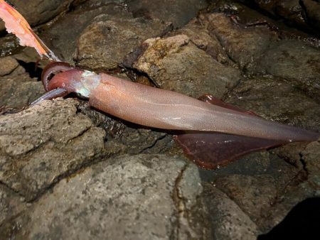 今年初のヤリイカエギング