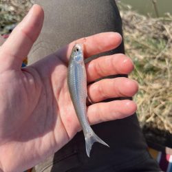 モロコと戯れる日向ぼっこ