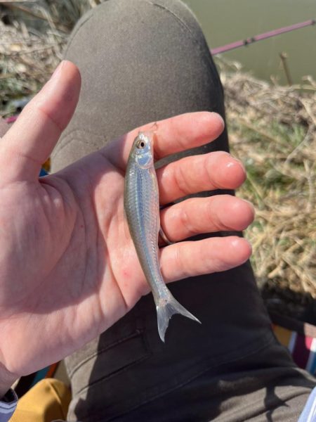 モロコと戯れる日向ぼっこ