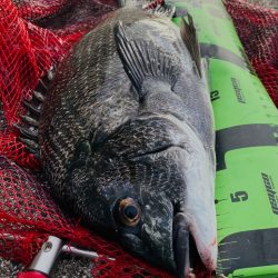 ヘチってきました