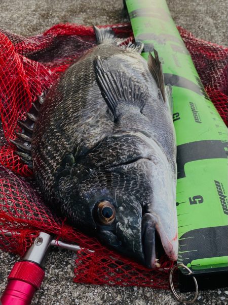 ヘチってきました