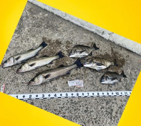 連続のアタリに良い魚の活性