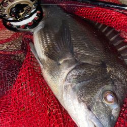 ヘチってきました