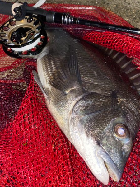 ヘチってきました