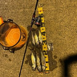 久しぶりのアジング