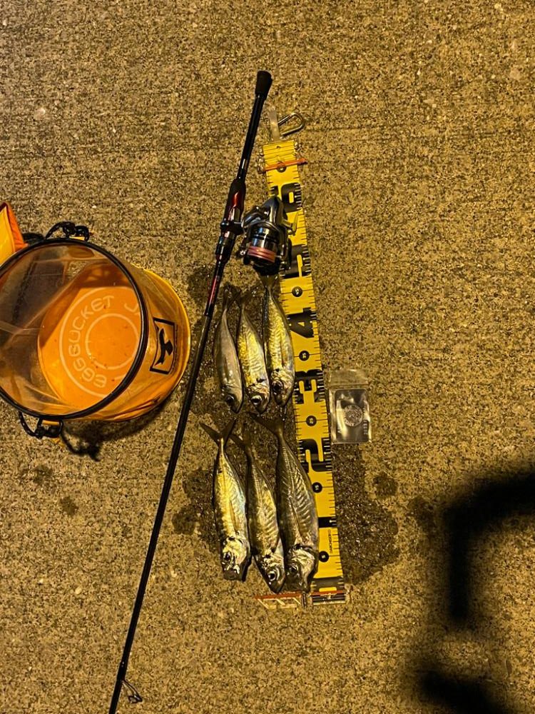 久しぶりのアジング