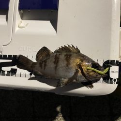 ジグ単de-?メバル釣れました♪