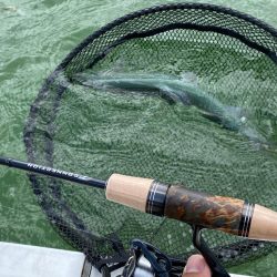 桜満開　かめプー　管釣り