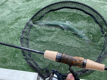 桜満開　かめプー　管釣り
