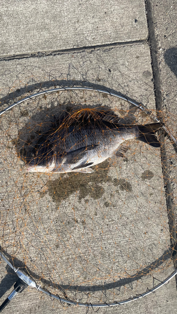 赤潮の中でフカセ釣り!