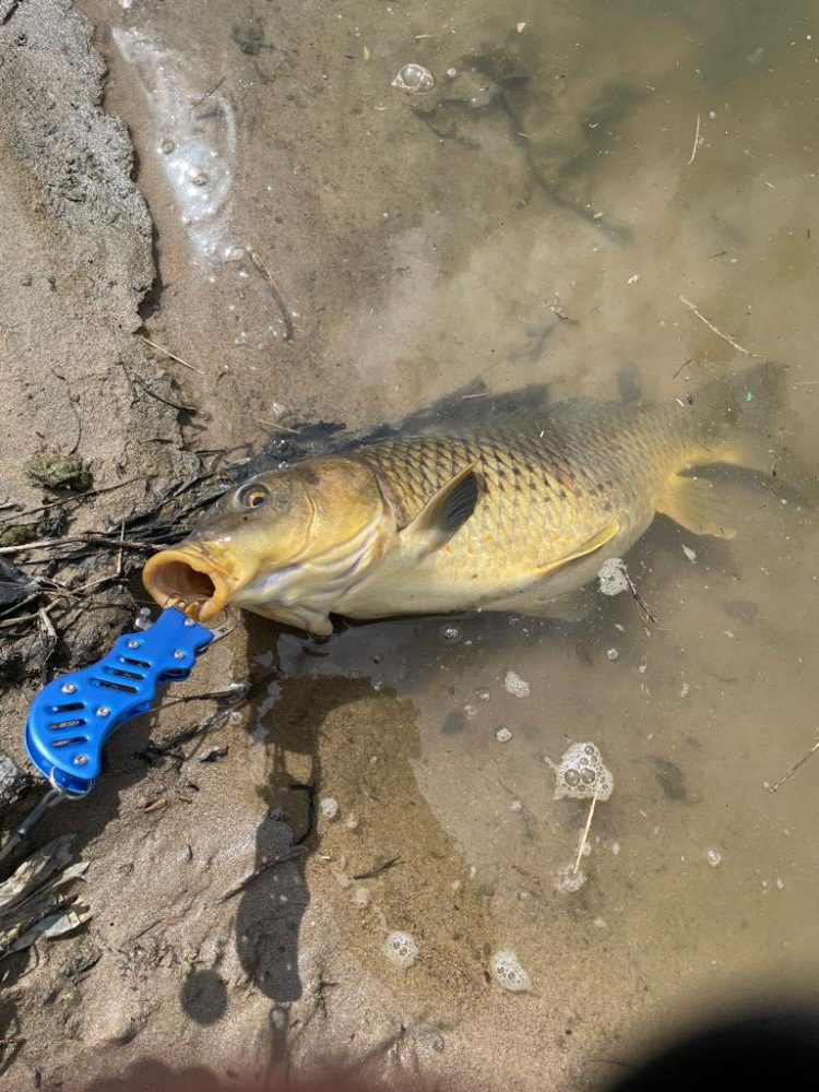 コイに遊んでもらいました