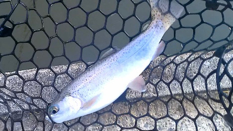 トラウトスレスレ？！