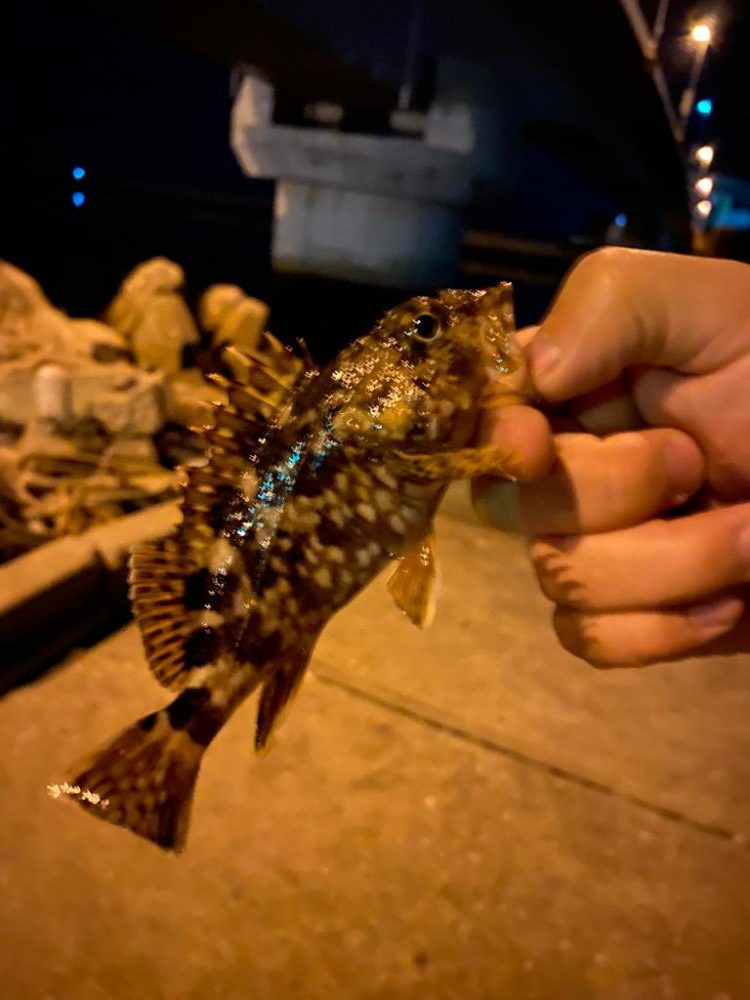 超早朝メバリング