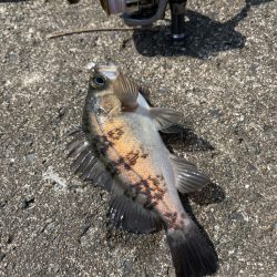 久々のメバリング