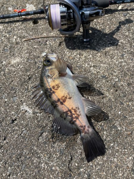 久々のメバリング