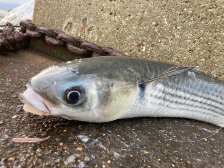 メジロ級のボラにゃ！！