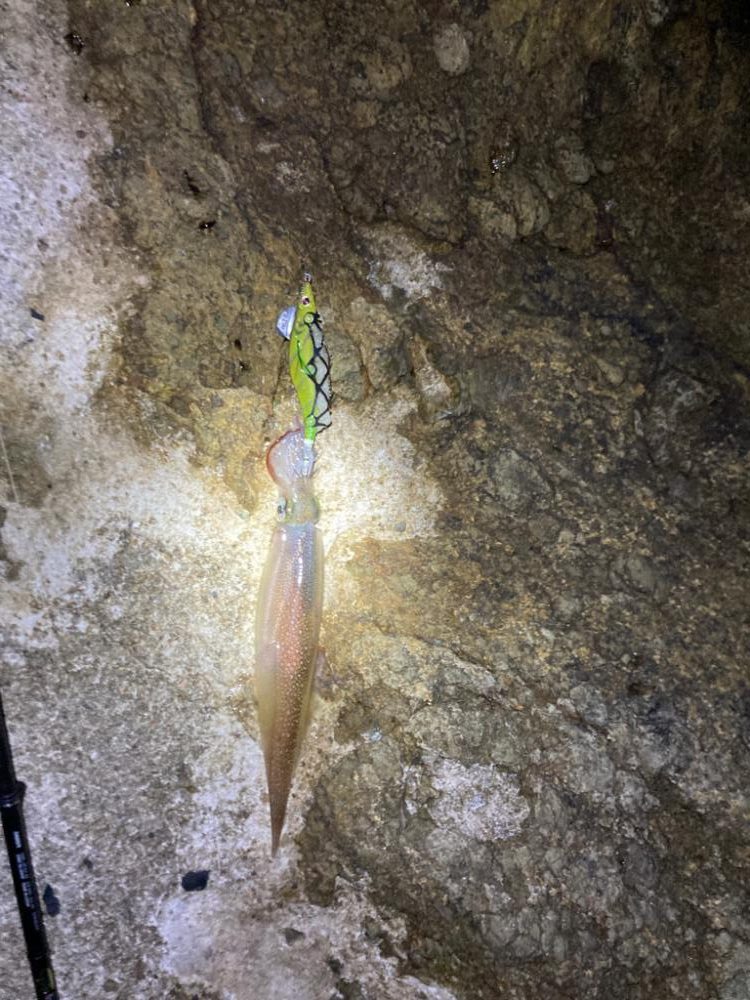 1ヶ月ぶりのヤリイカ