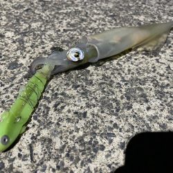 テーラーでヤリイカ