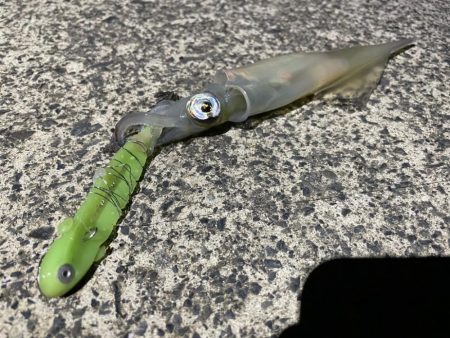 テーラーでヤリイカ