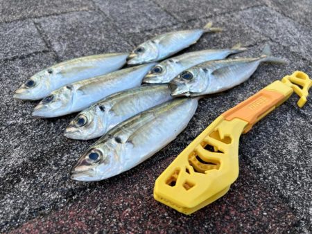 鯵を探して三千里 Vol.33