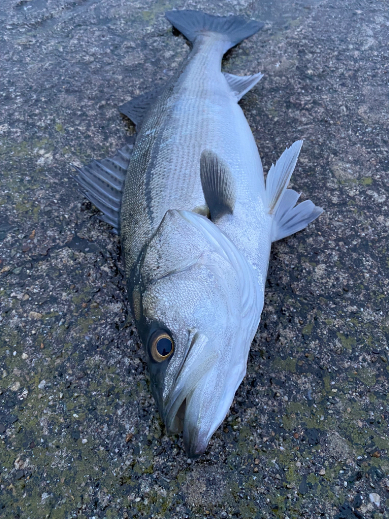 シーバス&サゴシ