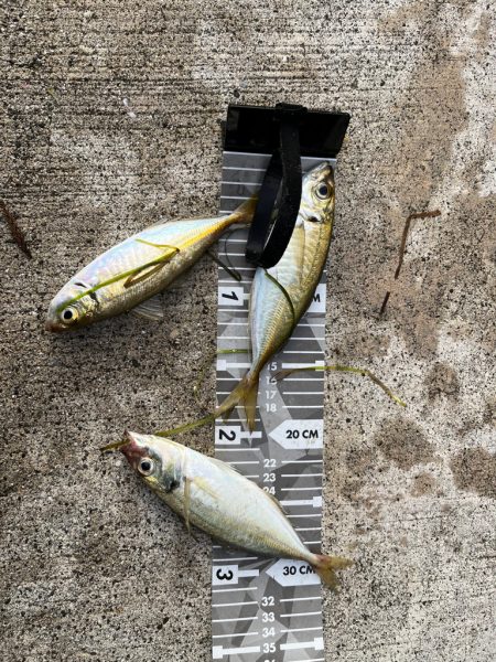 のんびり堤防でフカセ