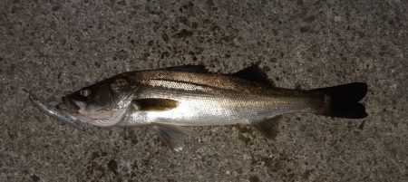 西宮周辺　シーバス