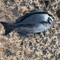 今年は水温が高いです