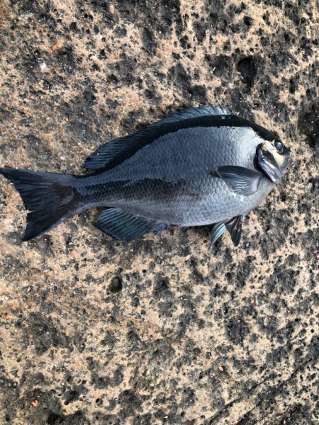 今年は水温が高いです