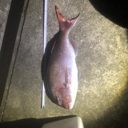 夜釣りも夢がある