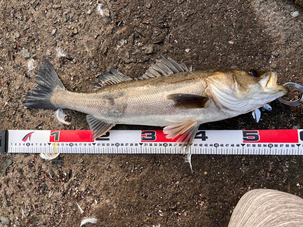 春シーバス開幕?かな。