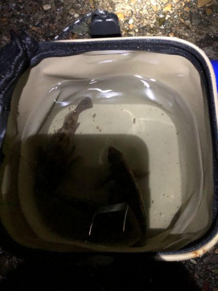 懲りずにメバリング