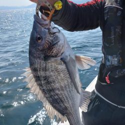 今年初のタイラバで黒鯛！