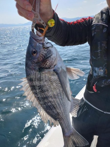 今年初のタイラバで黒鯛！