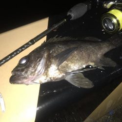 今日は「いてもたろ」